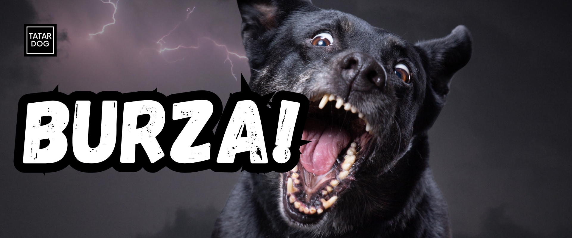 jak zadbać o psa podczas burzy